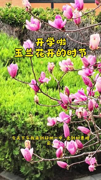 又迎来开学季,校园怒放的玉兰花,在期待着同学们的身影闪现#开学仪式感 #开学季 #郑州一中#郑州领航实验学校