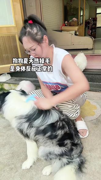 狗狗夏天掉毛是正常的身体反应,它要退去一点绒毛过夏天,因为边牧是双层毛,边牧怕热#边牧 #边境牧羊犬 #狗狗的心思都写在脸上了 #狗狗 #主人和宠物的日常