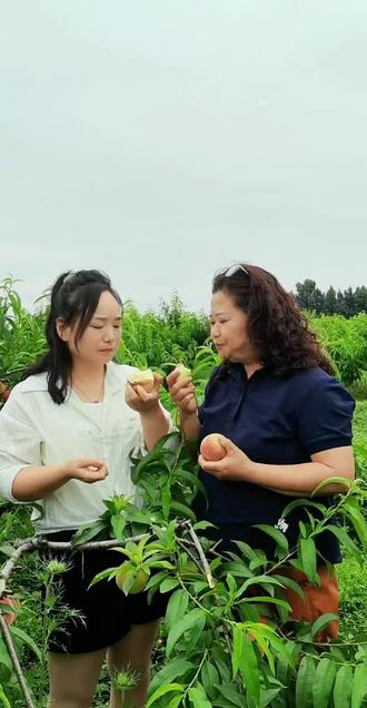 高祥村的桃熟了 杨店桃香满枝头,诚邀大家来杨店镇吃桃✨脆甜多汁,好吃到停不下#寻美孝感#杨店蜜桃#孝感农业数字兵#直播助农#记录真实生活 @桃姐露露 @孝感雄飞 @杨店杨园艺 @乡村杨站长 @李姐的农村生活 @楊店顺和家宴