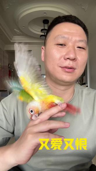 小太阳鹦鹉,咬人真的出其不意,跟你好的时候又好的很