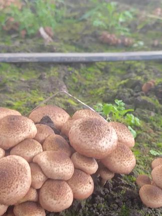当年榛蘑棚栽大量出菇,