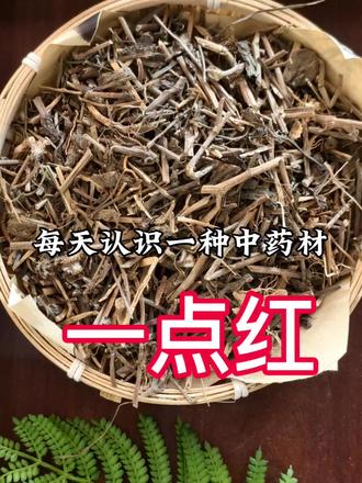 中药材一点红的介绍 一点红的作用和功效 每天认识一种中药材#每天认识一味中药 #中药材 #滋补养生 #中医养生