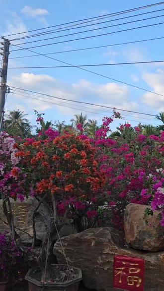 #万宁溪边村最美乡村 联星村委 ,不收门票。三角梅打卡点,美美哒!