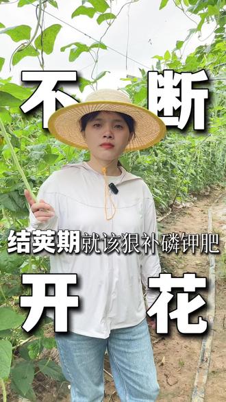 种豆角的老乡看过来,结荚期施肥别偷懒#种植小技巧 #豆角高产技术 #豆角种植 #三农种植