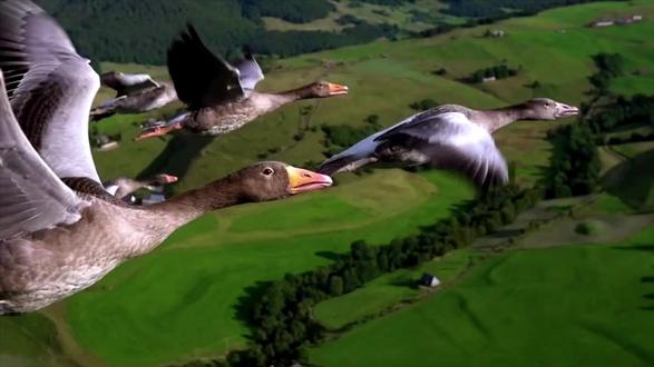 大雁一家从北欧到南欧的迁徙过程