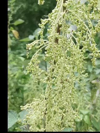 现在很难见到它了?#苎麻#识百草#植物科普你的家乡也有这种植物吗?