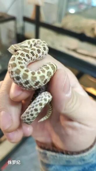 各位爬虫爱好者们,今天要给大家介绍一种独特又迷人的生物——北极猪鼻蛇。
北极猪鼻蛇并非生活在北极,而是北美洲地区特有的珍稀蛇类。它拥有着辨识度极高的外形,吻部上翘,好似猪鼻子,这也是它名字的由来。这样特别的鼻子可不是徒有其表,在野外,它能利用这独特的吻部轻松翻掘土壤,寻找喜爱的食物,如蛙类、蟾蜍和小型啮齿动物。
北极猪鼻蛇的体色丰富,从柔和的淡灰色到斑斓的棕褐色,背部还有独特的花纹,如同大自然亲手绘制的艺术品 ,每一条都有着独一无二的纹路,观赏性极高。
别看它模样可爱,当遇到威胁时,它可是“戏精”附体。它会鼓起颈部,模仿眼镜蛇的样子威吓敌人,如果这招不管用,它还会肚皮朝天,吐出舌头,装死耍赖,演技堪称一流,这种有趣的防御机制,让它在爬虫爱好者中圈粉无数。
在人工饲养方面,北极猪鼻蛇相对容易照料。它们对饲养空间要求不高,一个合适大小的饲养箱,配备适宜的温度和湿度环境,就能让它们舒适生活。而且它们性格较为温顺,很少主动攻击人类,只要掌握正确的饲养方法,就能与它们建立起奇妙的互动关系。
如果你渴望拥有一个与众不同的宠物伙伴,北极猪鼻蛇绝对是绝佳选择。它既能满足你对独特生物的好奇,又能在日常饲养中带来无尽乐趣,带你走进一个别样的爬虫世界,感受这份独特的生命魅力 。#最耐寒的动物 #侏罗纪爬宠部落 #阜阳侏罗纪爬宠乐园#爬宠 #蜘蛛种类大全 #昆虫科普