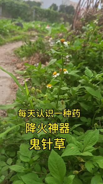 鬼针草,广东凉茶,养生科普,野生植物,生活小妙招