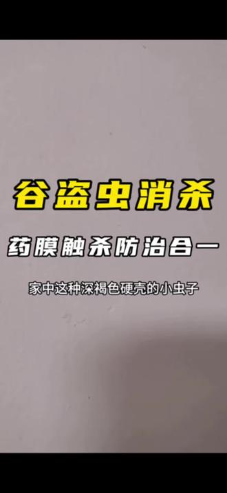 干货里发现的小黑虫可能是锯谷盗#谷盗虫#锯谷盗#谷盗虫怎么彻底消灭 #谷盗虫是怎么滋生的 #谷盗虫怎么来的