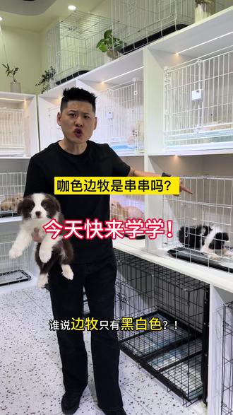 边牧有几个颜色大家记住了吗?#狗狗 #边牧 #伊宁市边牧 #伊宁市狗狗