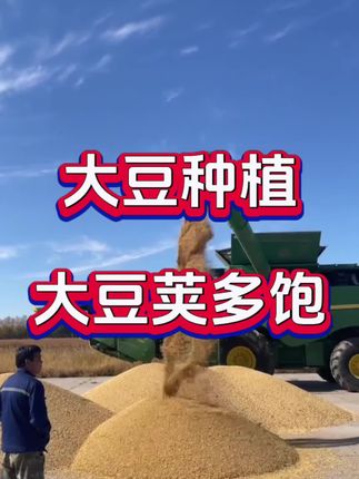 大豆荚多饱#大豆种植#大豆#大豆高产#大豆高产种植技术##农业种植