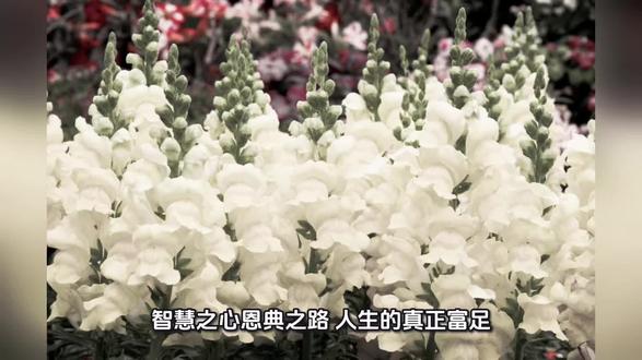 智慧之心.恩典之路
人生的真正富足,不在於擁有多少,而在於內心是否清明安定。古人常說:「萬物皆為我所用,而非我所屬。」世間一切不過暫時借用,人若執著於佔有,反而會被物慾所困。中國哲學家老子在《道德經》中指出:「千里之行,始於足下。」提醒人們,所有智慧與修養,都源自於日常一念一行的累積。
所謂智慧之心,首先在於守得住本心。不炫無妄之富,不以虛榮衡量人生價值。老子亦說:「Simplicity, patience, compassion — these three are your greatest treasures.」意即簡樸、耐心與慈悲,才是生命真正的寶藏。 當人能回歸簡單,便能看清世界的本質。所謂「大道至簡」,正是指最高的道理往往最樸素、最自然。
其次,智慧的人不生無用之氣。情緒若被外物牽動,身心便難以安寧。道家思想提倡「無為而治」,意指順應自然、減少強求。正如《道德經》所言:「When nothing is done, nothing is left undone.」當人不過度干預,萬事反而順勢完成。
再者,不貪虛妄之念,才能留得住清醒。慾望越多,心越難自由。當一個人學會知足時,世界反而更加廣闊。正如老子所言:「Be content with what you have; the whole world belongs to you.」知足的人,反而擁有整個世界。
最後,不爭無謂之理,方能放得下格局。許多爭辯其實只是自我執念。莊子思想主張順應自然、不為外物所困,讓生命在天地之間自在流動。
因此,智慧之心其實很簡單:守本心、少欲念、養平和、行自然。當人不再被名利牽引,反而更有力量面對世界。正如道家所說:無欲則剛,無為則無所不為。
在人生漫長的道路上,真正的恩典,不是得到多少,而是內心始終清明安然。
#智慧之心
#恩典之路