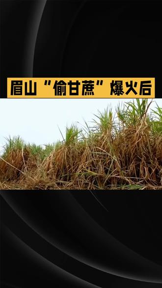 标题:眉山“偷甘蔗”爆火后:热闹背后的冷思考