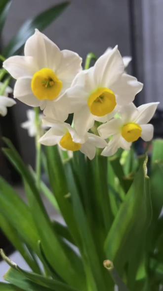 水仙自古寓意“自己圆满”,那个表情却泄露了女孩的悄悄话:
“我想认真长大,但偶尔也想调皮一下。”
愿每个女孩,都像这株自带清水的水仙,
干净生长,轻盈绽放。
关注我👉@饺菇娘,我在葭沚老街,收藏你的故事与心愿。
你的2026年,最想“包”进哪一味馅料? 评论区告诉我👇
#老街客记 #女性成长 #治愈瞬间 #台州美食 #人间烟火