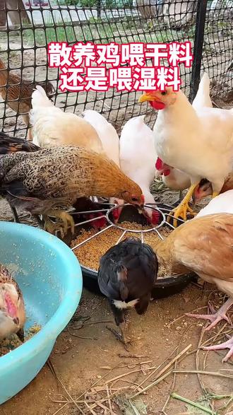 散养鸡喂干料还是喂湿料好#散养土鸡#科学养鸡#养鸡技术