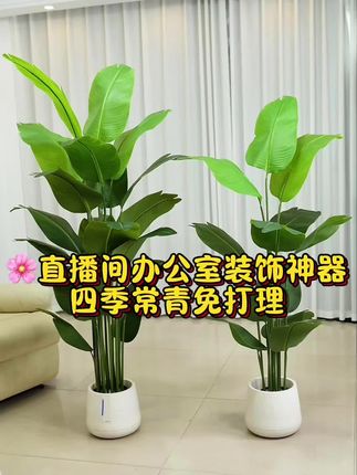 🌸直播间办公室装饰摆件,四季常青免打理 ! #室内盆栽 #天堂鸟#仿真花 #家居软装搭配 #装修