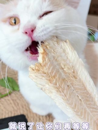 就这大块的原切鳕鱼冻干,营养解馋还磨牙,我家猫抱着啃都不撒手,真的太喜欢了#喵咪研究社#冻干鳕鱼
