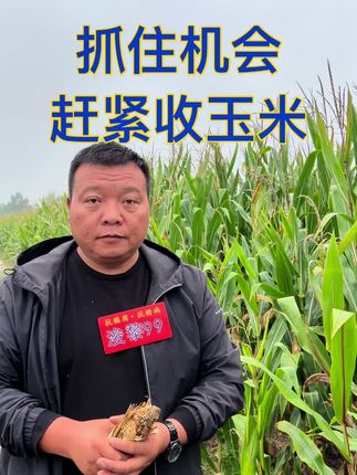 明后天不下雨了,赶紧收玉米 #抖音助农 #分享农业知识帮农民增产增收 #乡村振兴dou行动 #浚黎99
