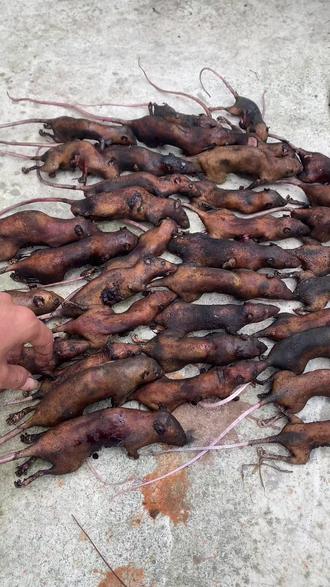 #田鼠 对你妈妈下手了