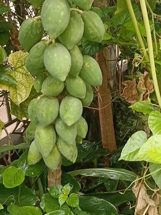 木瓜树苗 矮化冰糖红心红肉木瓜苗水果木瓜庭院盆栽地栽种植#冰糖木瓜种子# 黄金木瓜苗#木瓜树苗