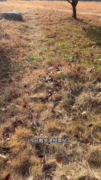 捡来的紫水晶原石,手工改造成切面吊坠!紫调浓郁通透,切面流光超绝,精抛质感拉满,天然与匠心的碰撞太惊艳~ #水晶#天然水晶#水晶加工#水晶原石#紫水晶