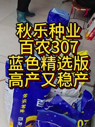 怕倒伏的一定要种#百农307 #秋乐种业#矮杆大穗小麦品种