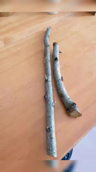 受好朋友之托,刻几把桃木剑。纯纯的桃木枝,从山东邮过来的。
桃木剑
镇宅辟邪,阻挡煞气
这是桃木剑最核心的作用。古人认为桃树为“阳木”,能压制阴邪之气,纯桃木打造的剑,被视为斩妖除魔的法器,常用于悬挂在客厅、书房或门口,寓意阻挡外界的晦气、煞气进入家中,守护家宅安宁。
祈福纳祥,化解是非
桃木剑不仅能“驱邪”,也能“纳福”。民间认为它可以化解家中的口舌是非、邻里矛盾,为家人带来平和的生活氛围,尤其适合家庭近期运势起伏、多口舌之争时摆放。
护佑平安,安神助眠
对于小孩夜啼、成人多梦易醒等情况,民俗中常将小型桃木剑放在床头或枕下(需注意剑刃朝外),寓意驱散惊扰睡眠的“虚邪”,护佑家人睡眠安稳,身心平安。