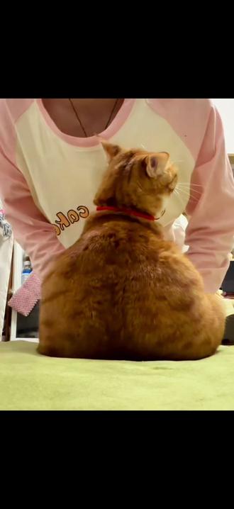 大基数小猪可以避雷这个挑战了 #tree薯饼 #萌宠出道计划 #我和我的猫 #q弹猫屁屁挑战 #黄薯狼