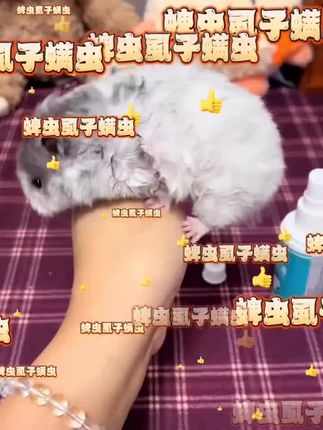 养鼠家人们,一定要安全养鼠,注意自己的鼠鼠不要有虫子#养鼠日常分享 #仓鼠 #仓鼠日常