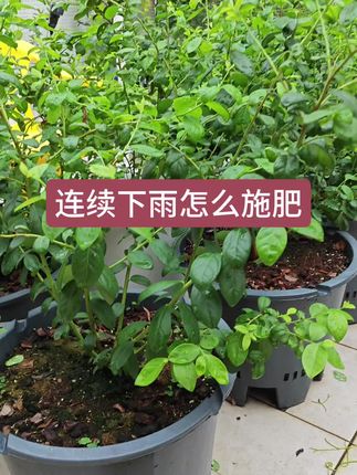 连续的阴雨天气蓝莓怎么施肥,梅雨天气怎么施肥,蓝莓怎么养护#蓝莓种植 #种蓝莓 #蓝莓种植技术 #盆栽蓝莓 #蓝莓苗