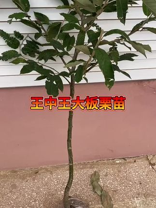#板栗树苗 先挖发货