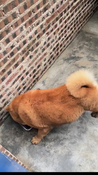 看不出来虎头奔也有点实力哈哈直接上才艺#喜欢中华田园犬请关注 #中华田园犬 #看看谁演狗挑战 #黄狗白面金不换