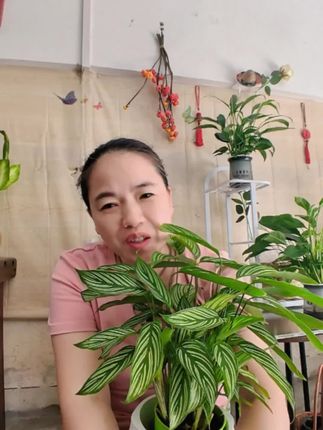 #生活碎片 #绿植花卉 #口播 #绿植