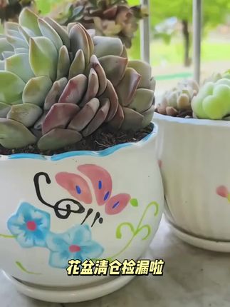 花盆陶瓷包邮特大号带托盘创意个性多肉超大号手绘艺术盆清仓捡漏#记录多肉生活 #家居好物 #好物推荐🔥 #每日分享