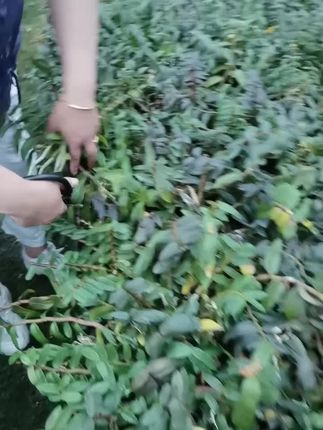 #纯天然绿色食品 #大山里的原生态 #农业种植 #临安 #僐园糛