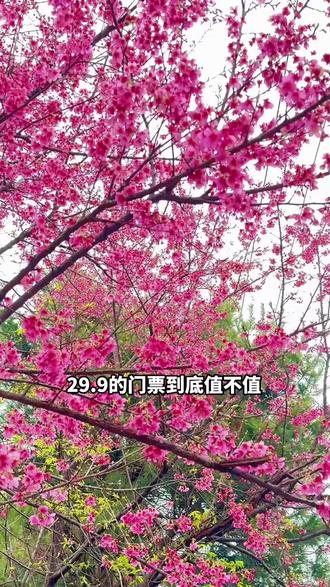 在桂阳不知道去哪里逛的可以带上家人朋友一杯奶茶就能赏花拍照 #花季 #春暖花开 #樱花季 #桂阳旅游景点推荐 #旅行推荐官