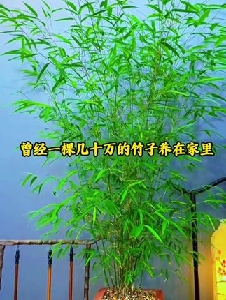 #室内绿植 #花卉绿植 #绿植花卉 #竹子 #盆栽绿植