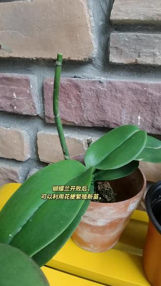 蝴蝶兰繁殖小技巧#蝴蝶兰养护 #蝴蝶兰繁殖#蝴蝶兰高芽苗 #园艺日常 #植物生长记录