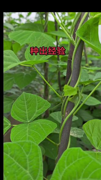 种凉薯一定要趁早搭架引蔓,藤蔓上架后修剪打理都比较省心,旁边的侧枝和花苞要及时摘掉,所有养分全部供给根茎生长。这样长出来的凉薯才又大又甜,个头饱满,脆甜可口#凉薯 #凉薯地瓜 #凉薯种植