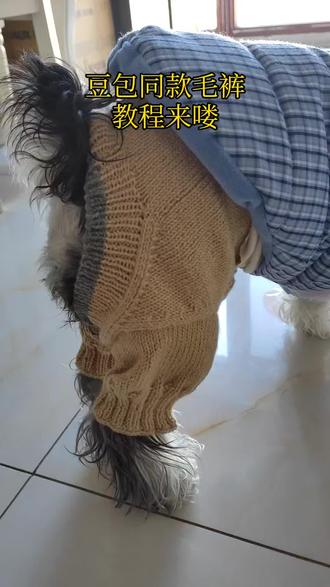 豆包同款毛裤教程二#雪纳瑞#萌宠日常记录 #不养狗不知道养狗的乐趣