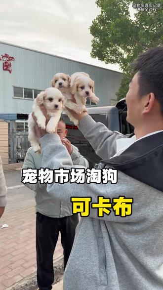 时代变了,只要好看,纯不纯真不重要!😂 #可卡布 #可卡熊 #查理王 #小邵买狗 #亮哥萌宠