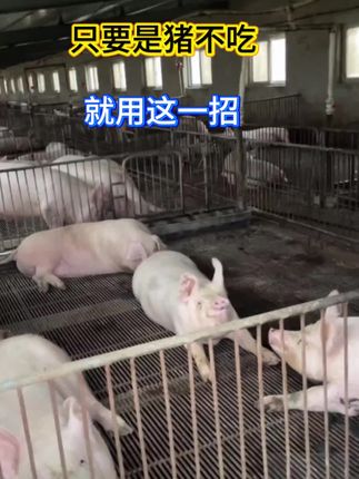 #养猪人不容易 #养猪人 #养猪人加油干 #自繁自养 #所有养猪人