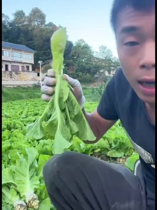 这是我们刚刚从地里头挖出来的罗汉莴笋,轻轻的剥开它的外皮,就可以看到它鲜嫩翠绿的笋肉。#莴笋 #农产品 #绿色蔬菜 #美食 @DOU+好生意   @DOU+上热门