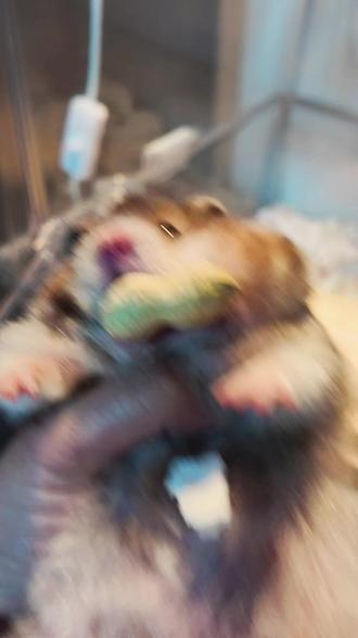 也给孩子拍了个摇摇乐
#金丝熊 #宠物 #仓鼠 #可爱到爆炸💥 #肉都涨脸了