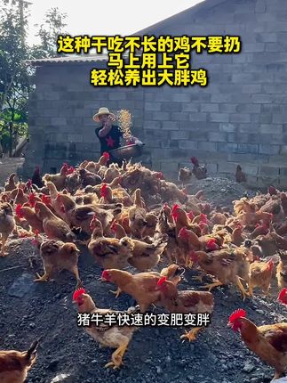 鸡群里有这种瘦鸡不要再扔了,这个好方法赶快用上。 #三农#养鸡#农村创业养殖 #一份耕耘一份收获 #勤劳致富靠双手