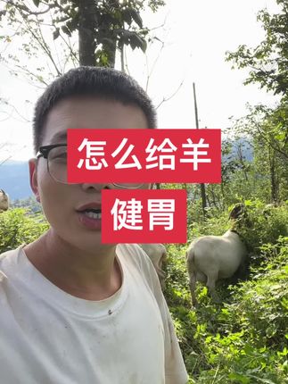 怎么给羊健胃? #给羊健胃 #羊健胃 #羊健胃的方法 #瘤胃宝 #健胃散