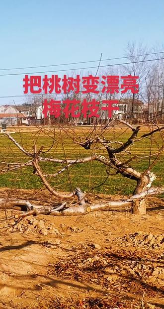 再次把桃树枝干给画到宣纸上,而变成了梅花枝干!#感受国画意境之美 #想画就画随心所欲