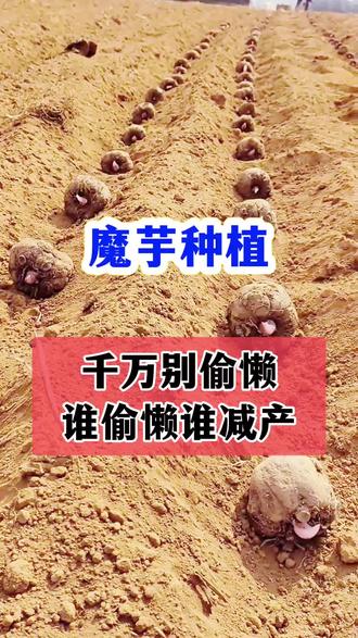 魔芋种植千万不要偷懒,魔芋种植高产管理技术!魔芋亩产5吨 #魔芋种植 #魔芋种植技术 #魔芋种植基地 #魔芋基地 #魔芋