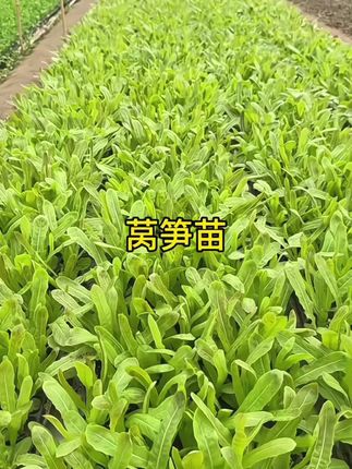 现在正是移栽莴笋苗的时候,家里有空地空盆的都可以种植,苗子就在视频下方小黄车#莴笋种植#莴笋苗#莴笋#莴笋移栽