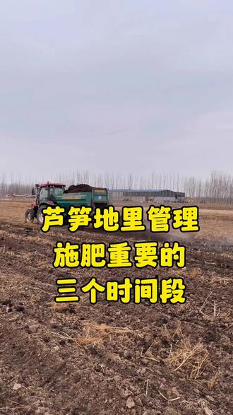 芦笋地里重要的施肥时间,肥料用的对,会让芦笋的长势更好#芦笋 #三农 #农业种植 #芦笋苗